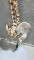 Adult Spine Model - 2