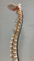 Adult Spine Model - 3