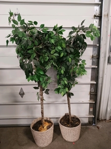 (2) Beautiful Artificial Trees 5'6"