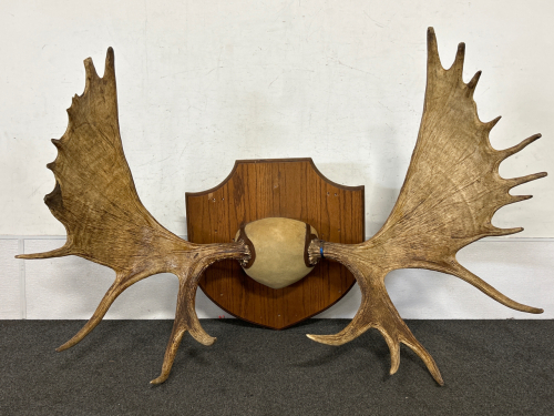 Pair Of Mounted Moose Antlers- 54" Length