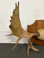 Pair Of Mounted Moose Antlers- 54" Length - 2