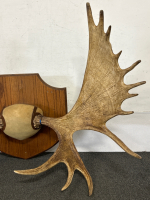 Pair Of Mounted Moose Antlers- 54" Length - 4