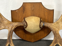 Pair Of Mounted Moose Antlers- 54" Length - 5