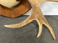 Pair Of Mounted Moose Antlers- 54" Length - 6