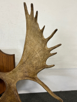 Pair Of Mounted Moose Antlers- 54" Length - 7