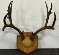 Pair Of Mounted Deer Antlers