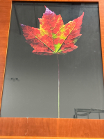 (2) 24”x30” Wood Framed Vivid Leaf Print Wall Hanging - 2