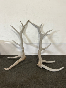 Pair Of Antlers (45" Length)