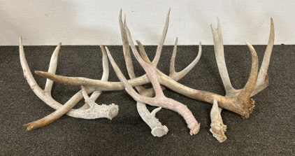 Deer Antler Sheds Of Various Sizes