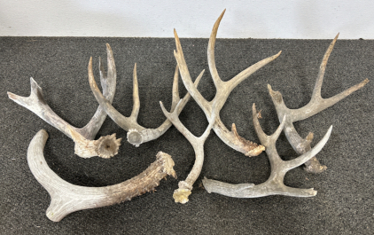 Deer Antler Sheds Of Various Sizes