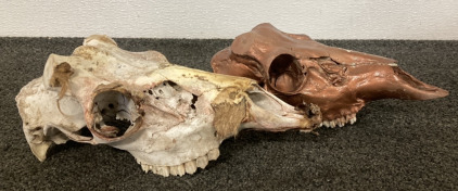 Two Wild Animal Skulls