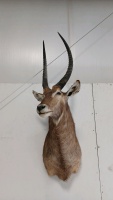 Large Waterbuck Mount