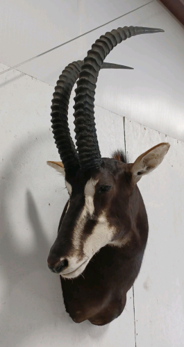 Sable Antelope Mount