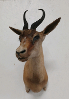 Copper Springbok Mount