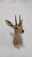 Steenbok Mount