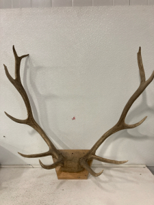 35” Elk Rack- 11 point