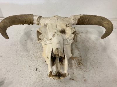 Bovine Skull