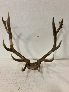 32” Elk Rack and Skull Plate