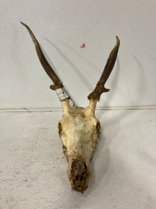 2 Point Elk Skull