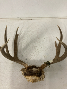 21-1/4” Mule Deer Rack and Skull Plate