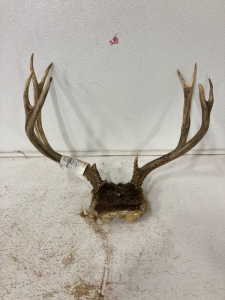 9 Point Deer Rack with Skull Plate