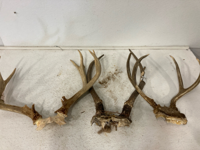 (3) Deer Racks with Skull Plate (1) Elk Rack with skull plate