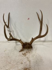 9 point Deer rack and skull plate