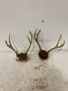 (2) Deer Racks with Skull Plate