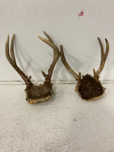 (2) Deer Rack with Skull Plate