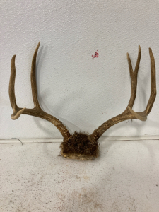 7 point Deer Rack and Skull Plate