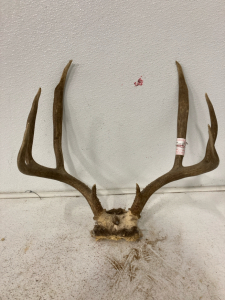 8point Deer Rack with Skull Plate