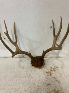 Deer Rack and Skull Plate