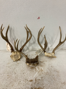 (3) Deer Rack with Skull Plate