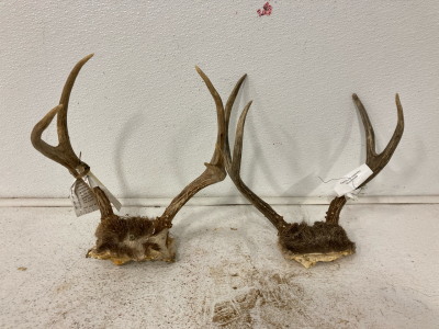 (2) Deer Rack with Skull Plate