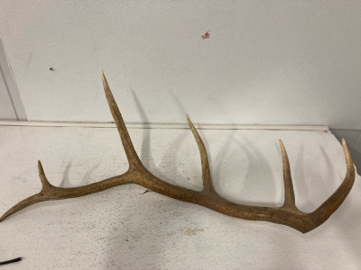 Single Elk Antler- Perfect for Knife handles or projects.