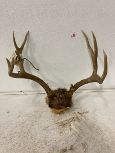 8 point Deer Rack with Skull Plate