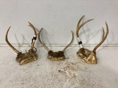 (3) Deer Racks with Skull Plate