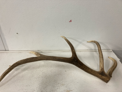 Single Elk Antler- Perfect for DIY Knife handles or Door Knobs.