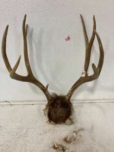 9 Point Deer Rack and Skull Plate