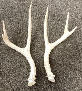 (4) Atypical Antlers!