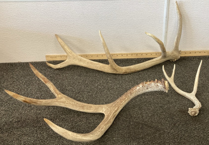 Elk Antler And (2) Deer Antlers!