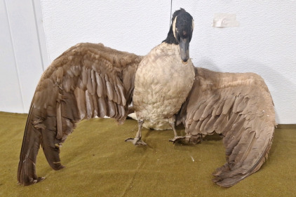 (1) Stuffed Canadian Goose