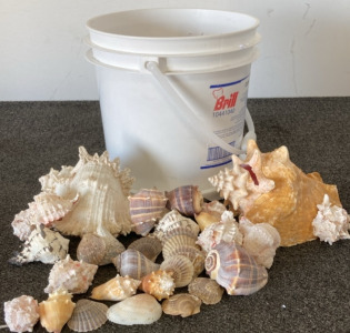 Bucket Of Shells