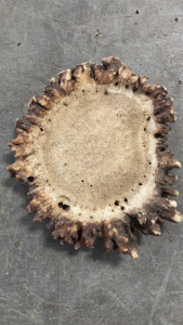 Elk Antler Crowns