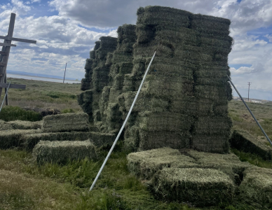 Valley East Fields (278) Bales Grass Hay- Located South of Boise