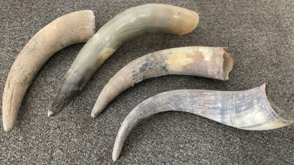(4) Assorted Single Horns