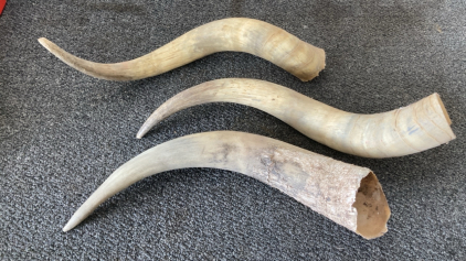 (3) 17&rdquo;-18&rdquo; Single Bull Horns