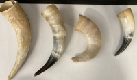 (4) Different Sized Bull Horns