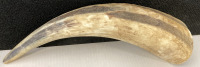 (4) Different Sized Bull Horns - 5