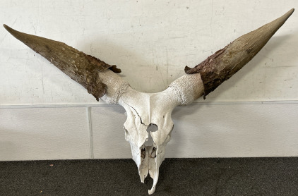 Ankole-Watusi Bull Skull